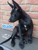 Malinois Welpen Belgischer Schäferhund in 41065