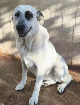 Freundliche Garona sucht eine Familie - Berlin