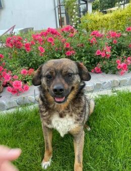 Pflegeeltern gesucht für Bombonel - Celle