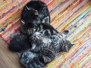 Süße Katzenbabys suchen zum Ende Juni ihr neues Zuhause - Schönaich