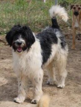 Pflegestelle für Taipiti gesucht - Celle