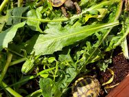 Testudo hermanni NZ / Griechische Landschildkröten - Lüneburg