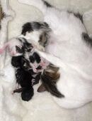 5 süße kitten in 10969