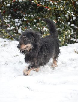 Unser kleiner kleiner Rauhaardackel-Mischling Gandalf ca ,6 -7J alt , lieb und sehr verschmust , ca 30-35 cm groß - Angern