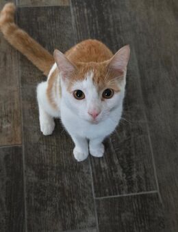Europäische Hauskatze Rot Weiß Gefleckt - Eppingen