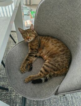 Babykatzen EKH suchen ein Zuhause - Burghaun