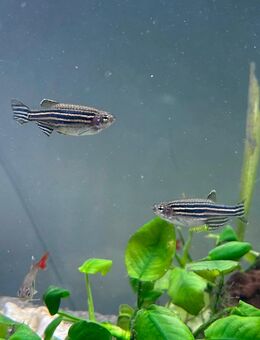 Zebrabärblinge- liebevolles Zuhause gesucht - Wesseling Zentrum