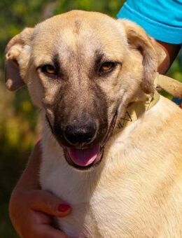 Filemon ist sehr verspielt - Donaueschingen