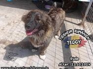 TEDDY - willst du mein Freund sein? - Waakirchen