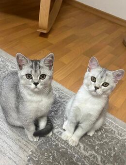 BKH Kitten - Trostberg