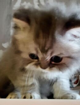 BLH Baby Katerchen. - Saarbrücken