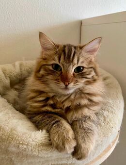 Reinrassige Ragdoll Cherubin Kitten mit Stammbaum - Dingolfing Zentrum