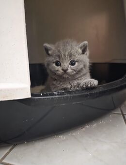 BKH Kitten mit EU Pass + Mikrochip abzugeben !! - Singen (Hohentwiel) Zentrum