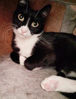 Katze FENJA war unter Trümmern begraben! - Augsburg