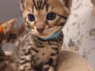 Prachtvolle mini Leoparden mit Stammbaum - Ankum