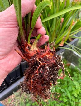 Sarracenia x Saurus - Münster