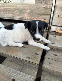 Vinny sucht sein Happy End - Celle