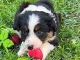 Australian Shepherd Welpen in 03253