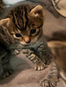 Katzenbabys zu verkaufen – liebevoll aufgezogen und bereit für ein neues Zuhause! - Bissendorf
