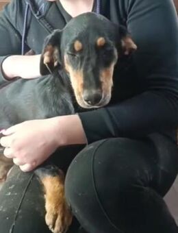 💕Berta💕sucht ihre Menschen 💕🐾 - Freilassing