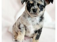 Chihuahua Welpen in Traumfarben mit Ahnentafel aus seriöser Zucht - Wiedergeltingen