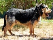 JIMBO - Senior mit Temperament - Overath