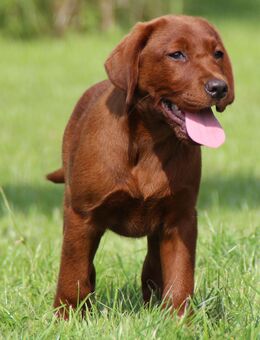 Labrador Welpen in der seltenen Farbe dark foxred mit Ahnentafel - Marlow Zentrum