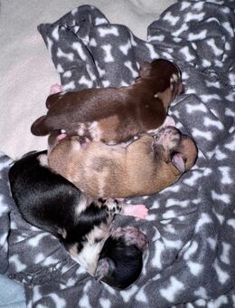 Chihuahua Welpen in Sonderfarbe - Krefeld