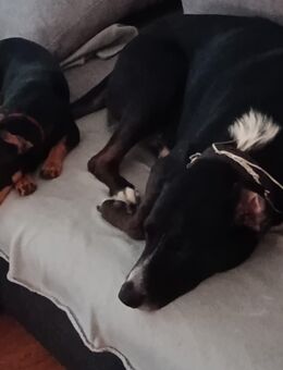 Labrador Rüde 3 Jahre alt - Pirmasens