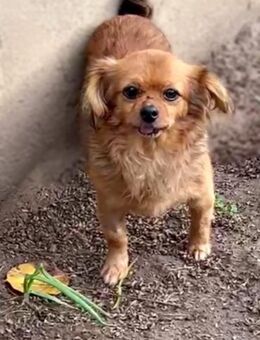 Lola - kleine Hündin sucht Zuhause - Hausen (Würzburg)