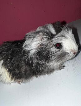 3 Meerschweinchen Babys - Elsdorf Elsdorf