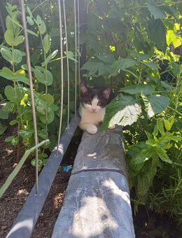 Kleine Luna sucht ein neues Zuhause - Rosenheim