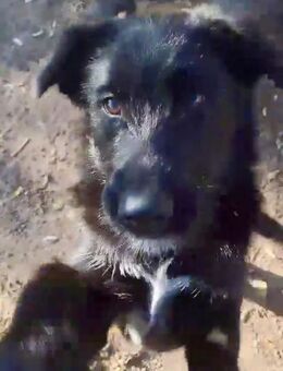 Hütehund Mixrüde, 6 Monate - Kappeln (Schleswig-Holstein)