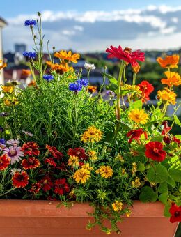 Balkon Blumen Blühmischung Samenmix Farbig Robust Pflanzen - Pfedelbach