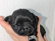 Shih Tzu rüde - Iserlohn