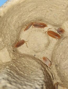 Porcellionides pruinosus - Orange kubanische Asseln - Lengenfeld