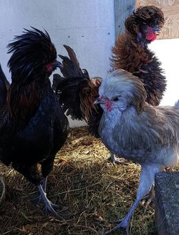 Verkaufen unsere Paduaner Gockel - Oberstaufen