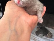 ♥️ Bkh Babykatze Britische Baby Katzen ♥️ - Wesseling