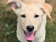 Kleine FARA sucht Zuhause - Gefrees