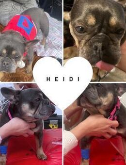 HEIDI PP Hübsche Lady möchte IHR Zuhause - Neustadt (Rübenberge)