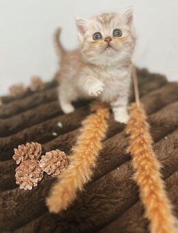 🐾 Wunderschöne BKH-Babykatzen suchen liebevolles Zuhause 🐾 - Buseck