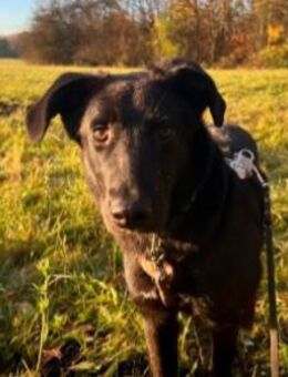 Lieber, schmusiger Coro - Kallmünz