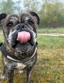 Continental Bulldogge in 06120