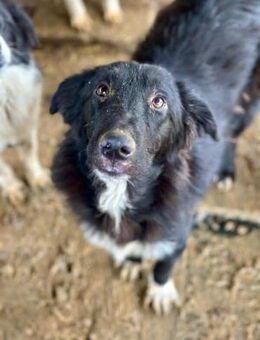 TAMMO ~ ein so netter Familienhund - Duisburg