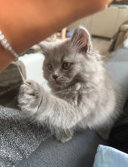 British Hair Kitten - Berlin Spandau