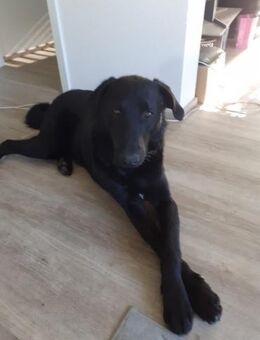 Großer, aktiver Taltos - Marktleugast