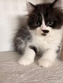 Katze sucht ein liebevolles Zuhause in 64283