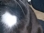 Kitten zu verkaufen - Bockenem