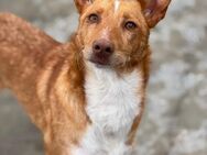 Goldie; zauberhafte Elfe - Geilenkirchen