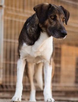 ROBI🩵ruhige Super-Schnute mit viel Herz - Hamburg